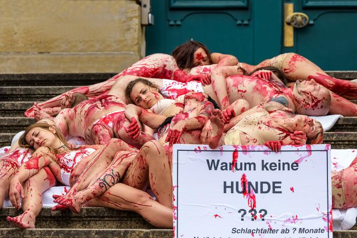 Tierschützer Kassel 2