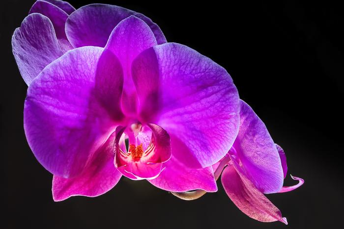 Orchidee