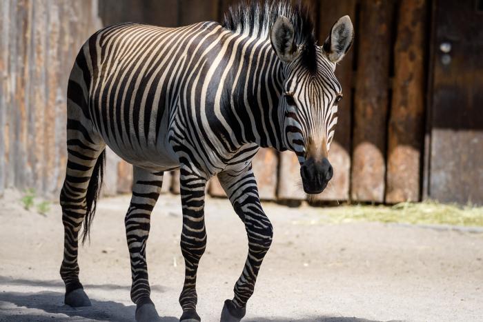 Landau_04_ Hartmann_Bergzebra