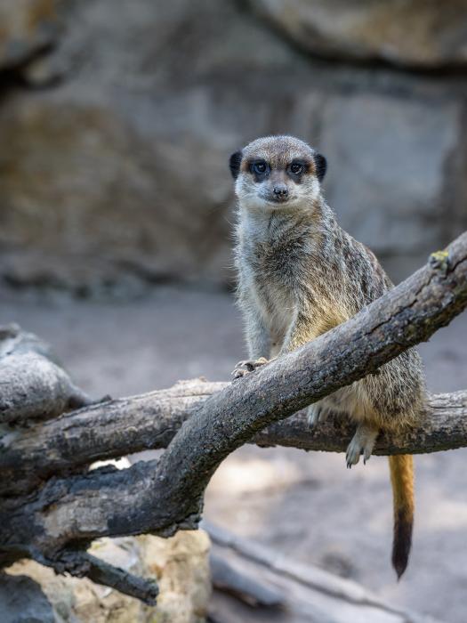 Landau_10_Erdmännchen