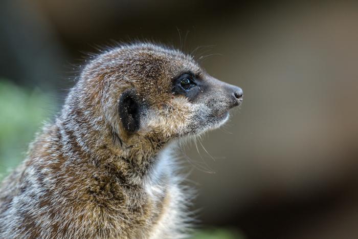 Landau_16_Erdmännchen