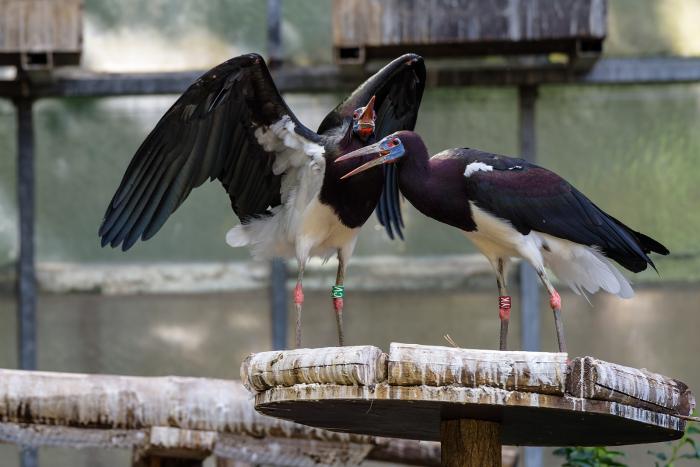 Landau_20_Abdimstorch