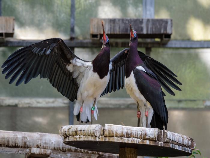 Landau_22_Abdimstorch