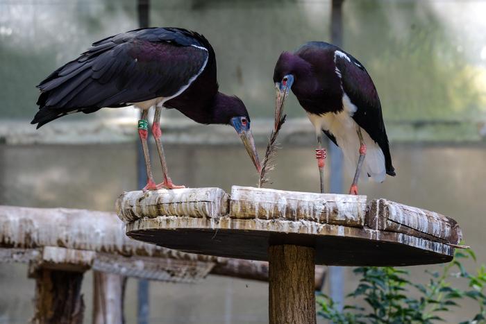 Landau_26_Abdimstorch