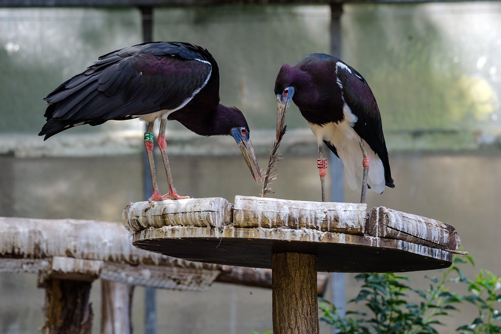 Landau_27_Abdimstorch