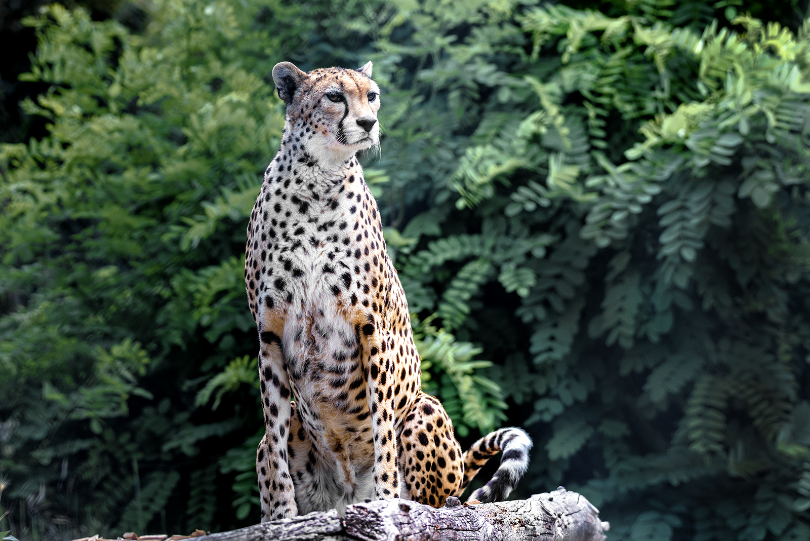 Landau_29_Sudangepard