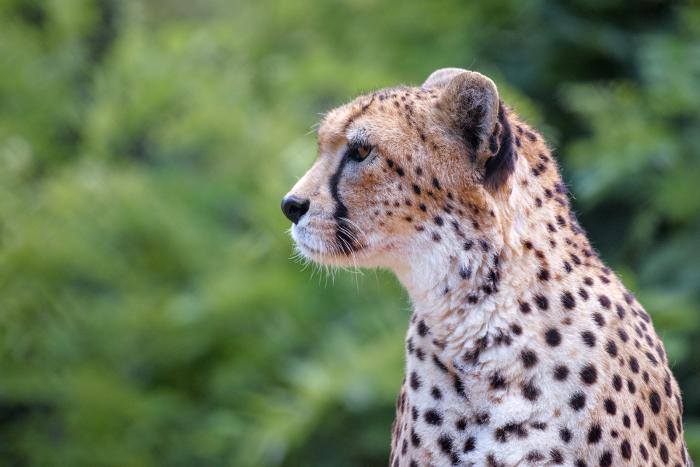 Landau_30_Sudangepard