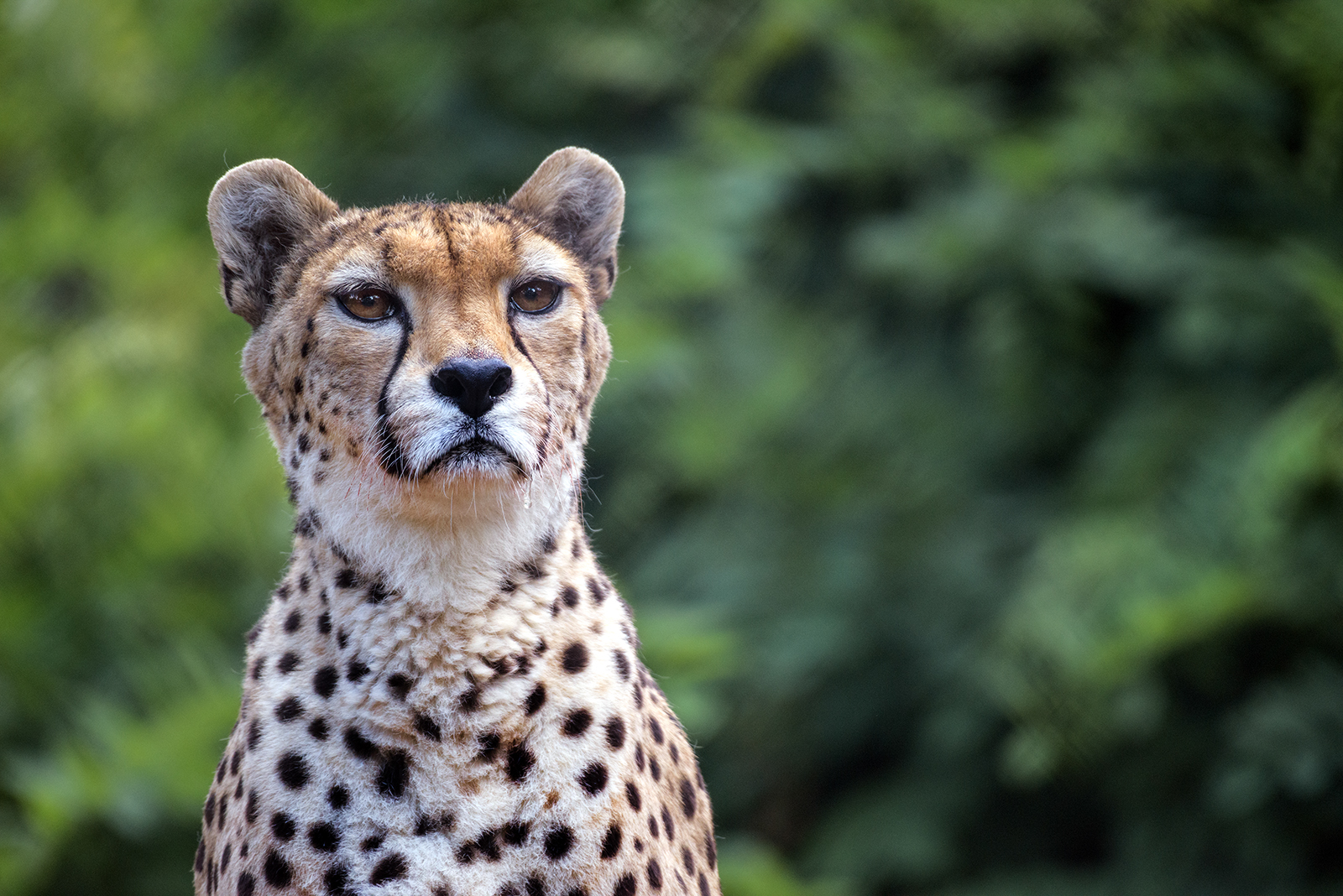 Landau_32_Sudangepard