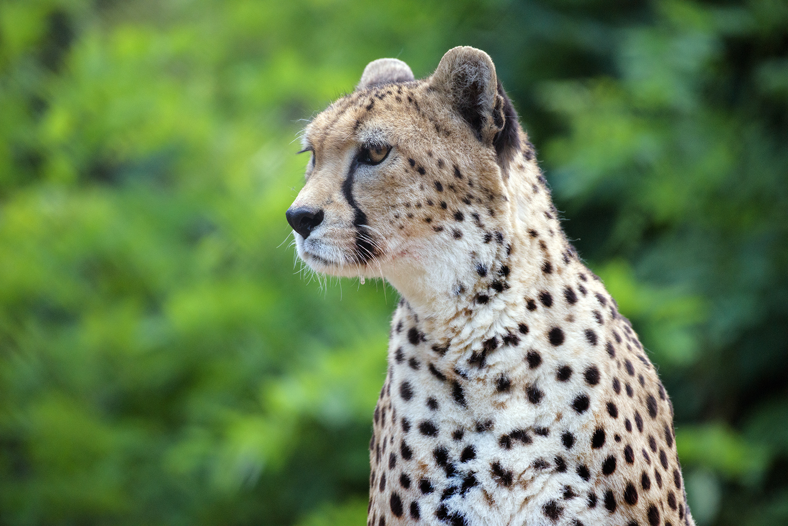 Landau_33_Sudangepard