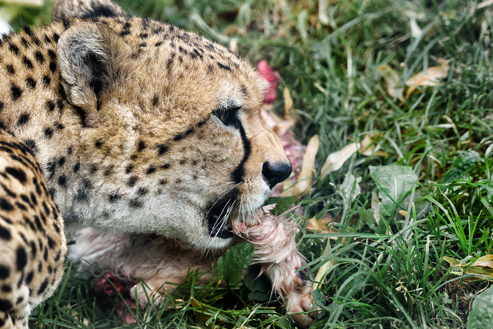 Landau_34_Sudangepard