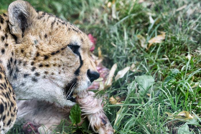 Landau_35_Sudangepard