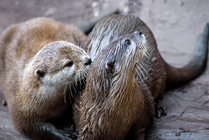 Landau_36_Zwergotter