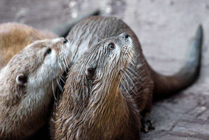 Landau_37_Zwergotter