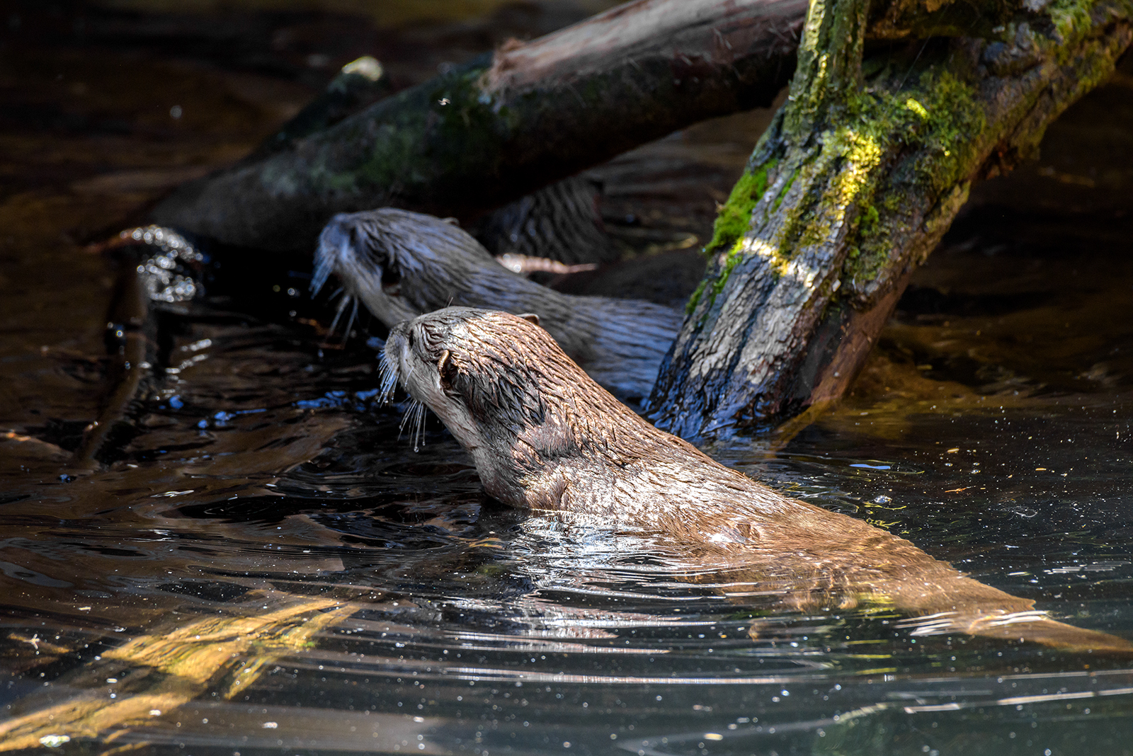 Landau_39_Zwergotter