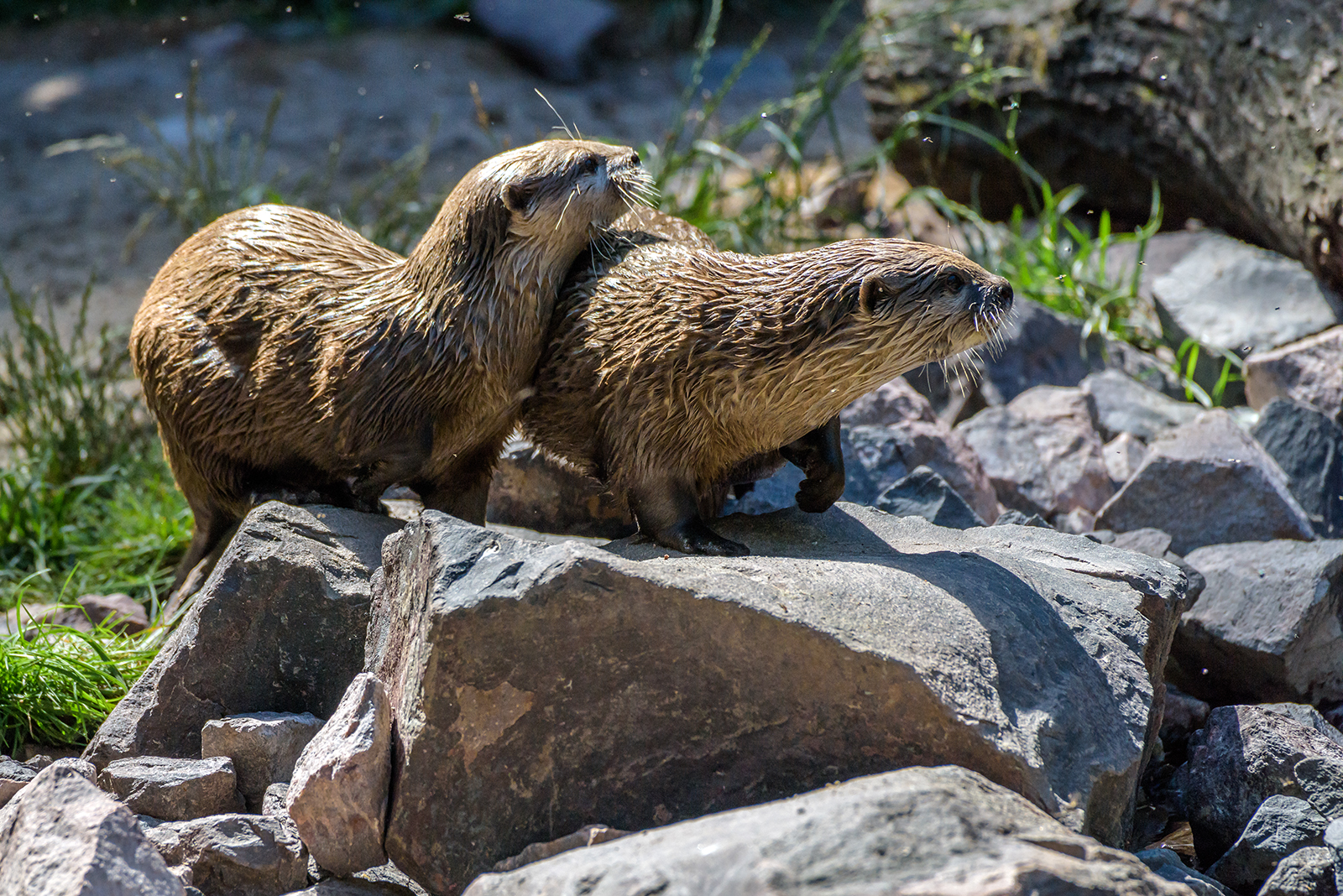 Landau_40_Zwergotter