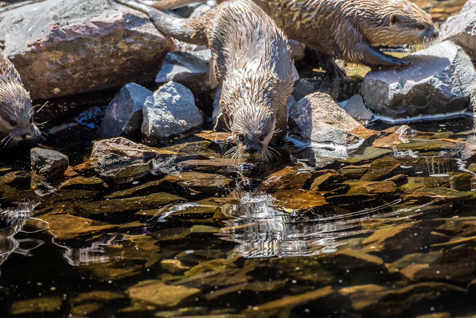 Landau_41_Zwergotter