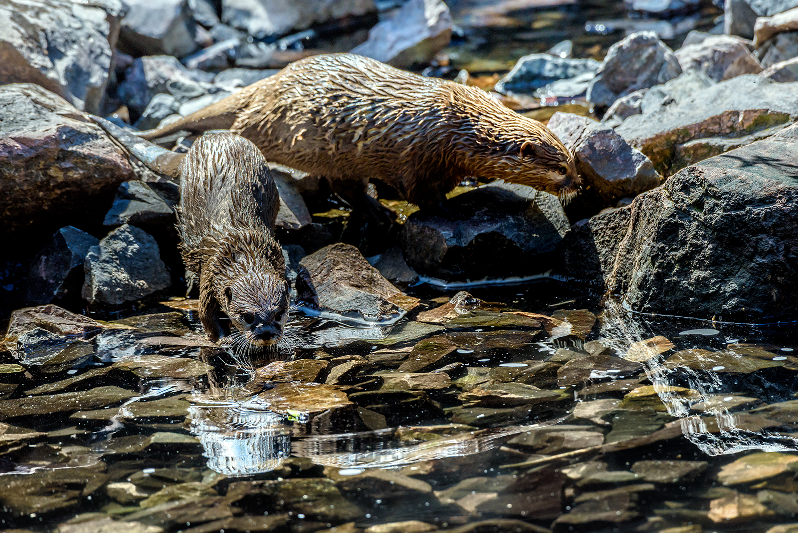 Landau_42_Zwergotter