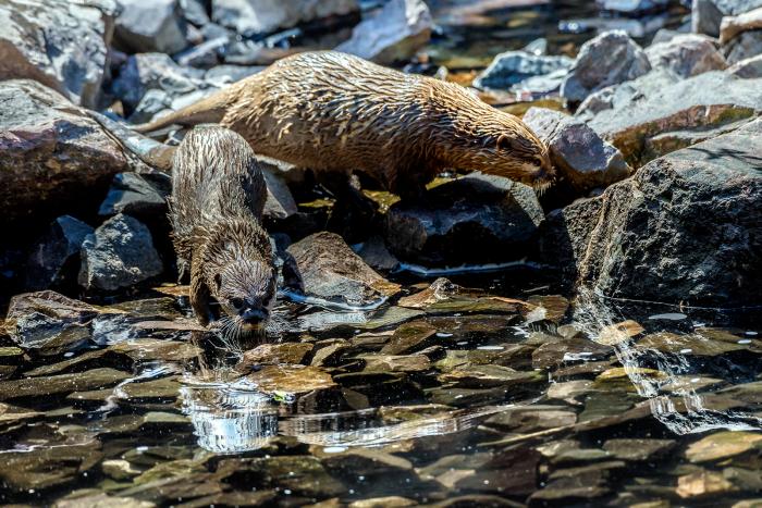 Landau_42_Zwergotter