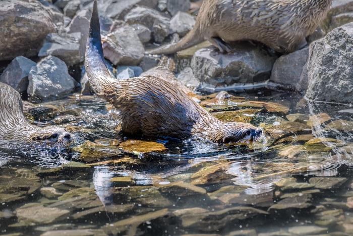 Landau_43_Zwergotter