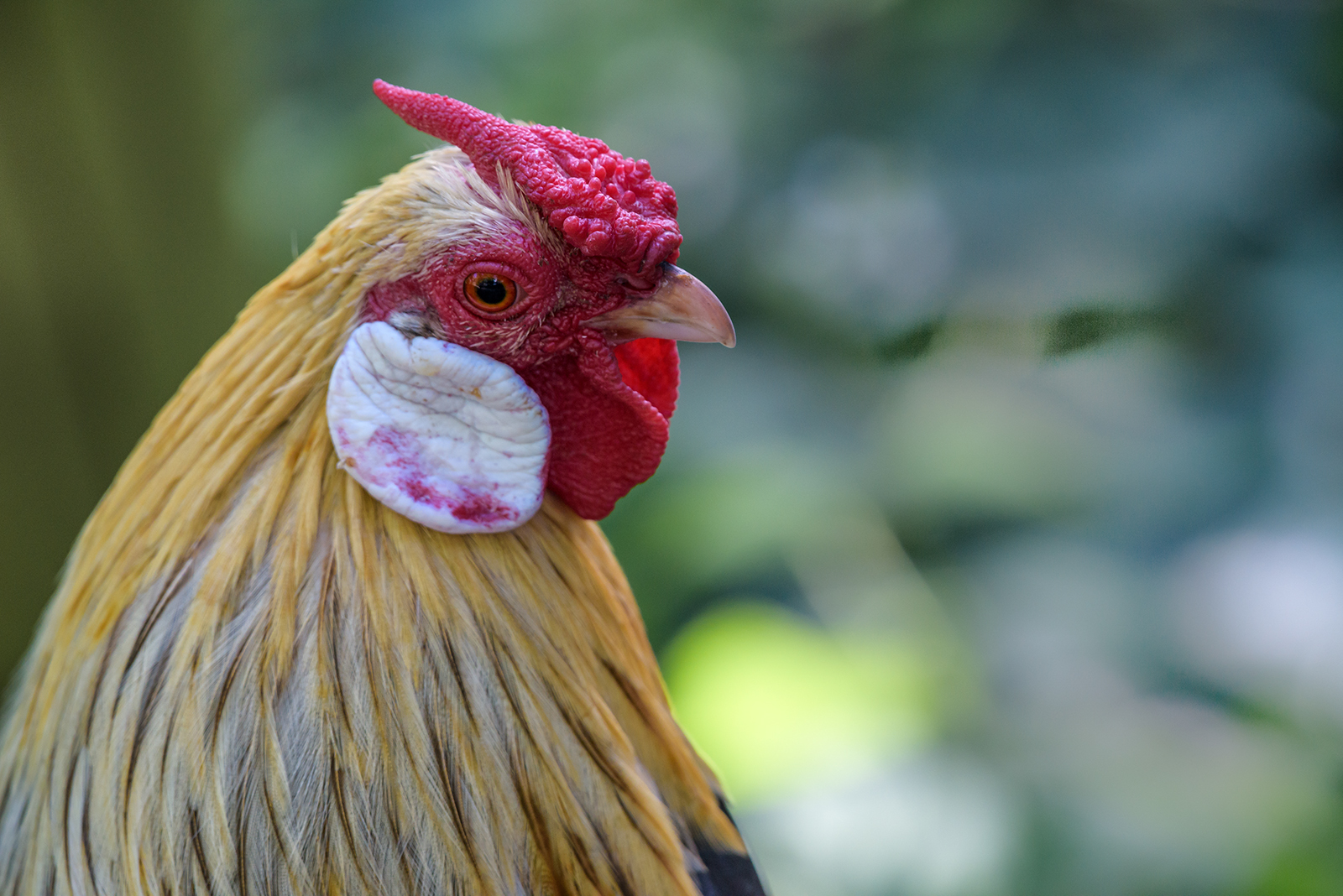 Landau_44_Bantam_Zwerghuhn