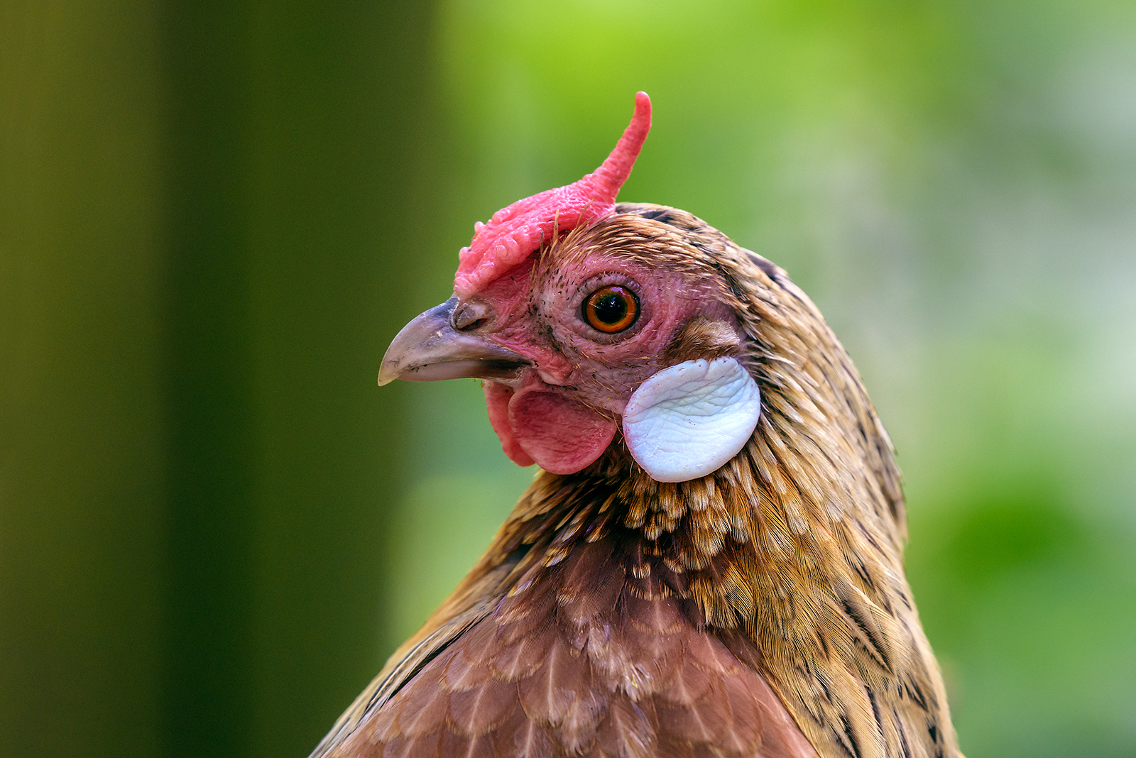 Landau_46_Bantam_Zwerghuhn