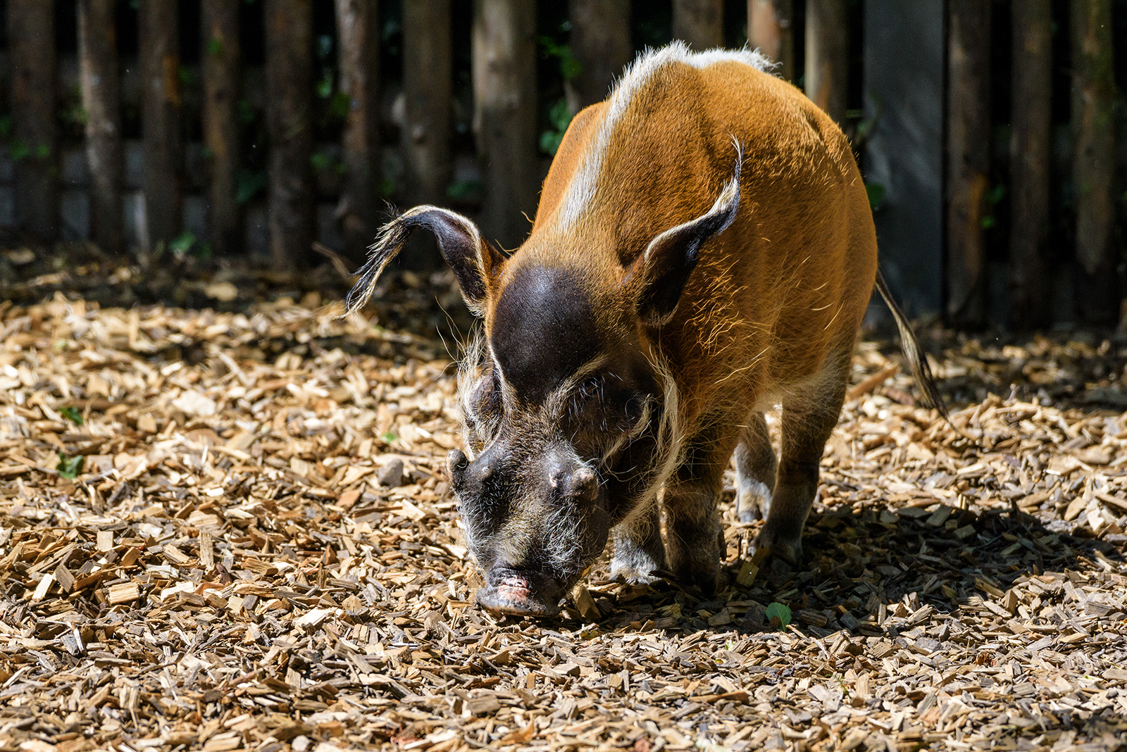 Landau_48_Pinselohrschwein