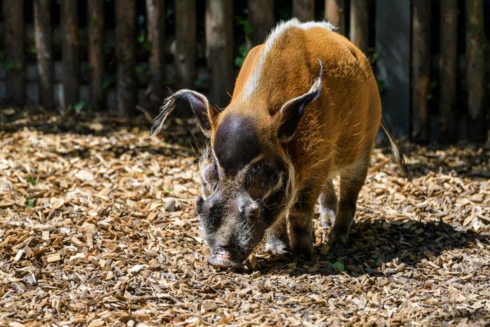 Landau_48_Pinselohrschwein