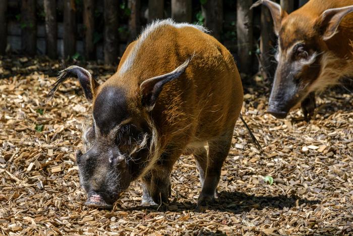 Landau_49_Pinselohrschwein