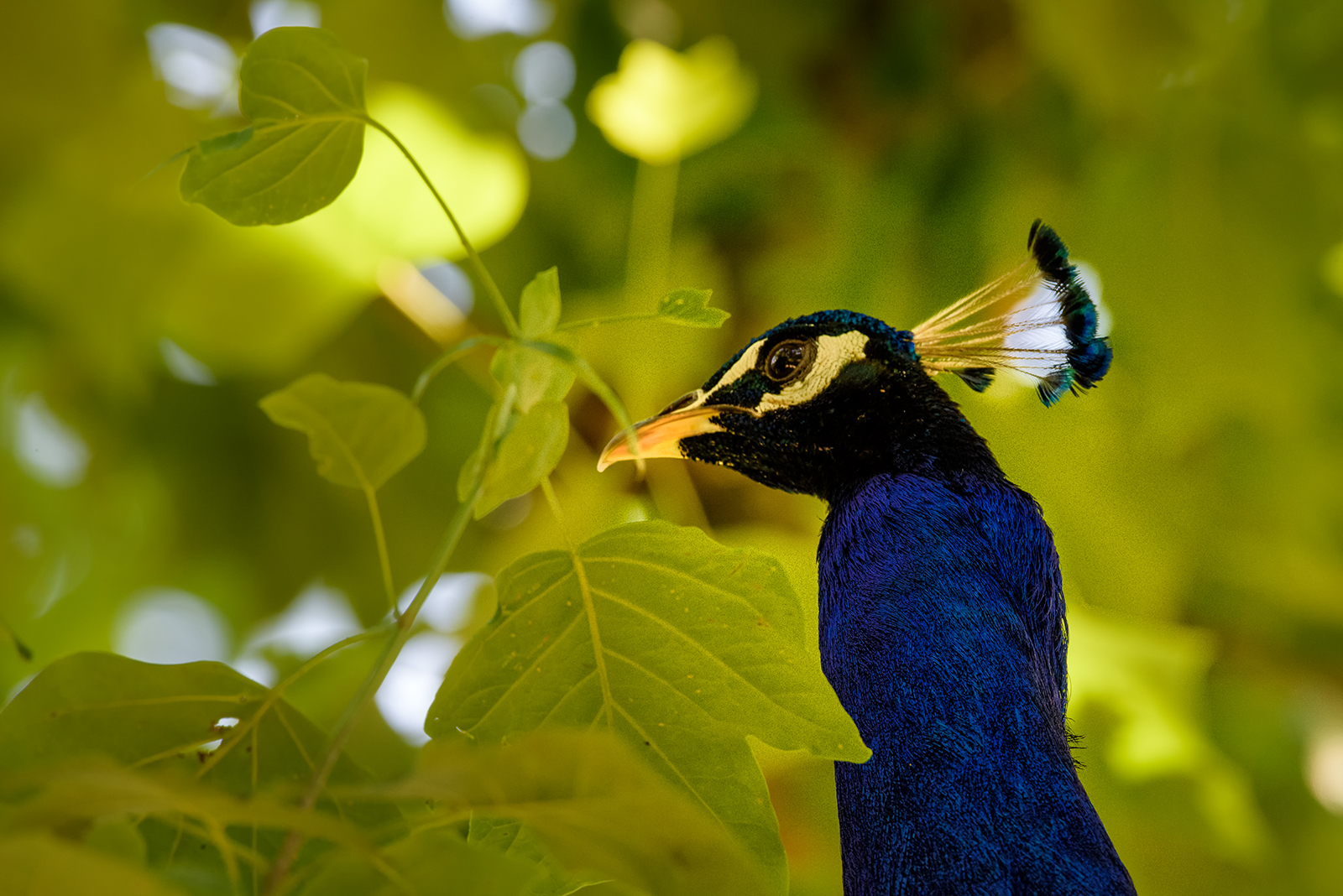 Landau_51_Blauer_Pfau
