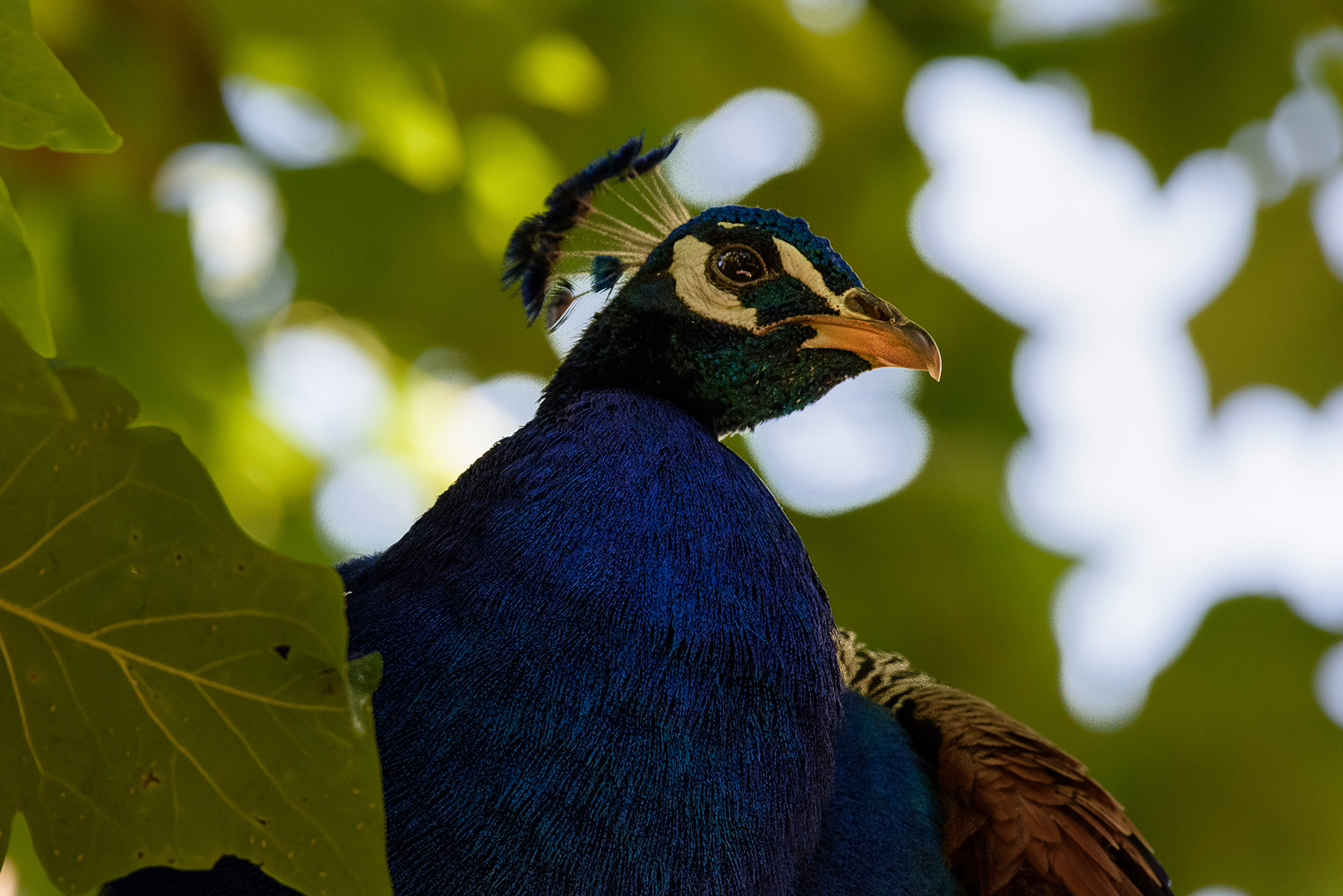 Landau_52_Blauer_Pfau