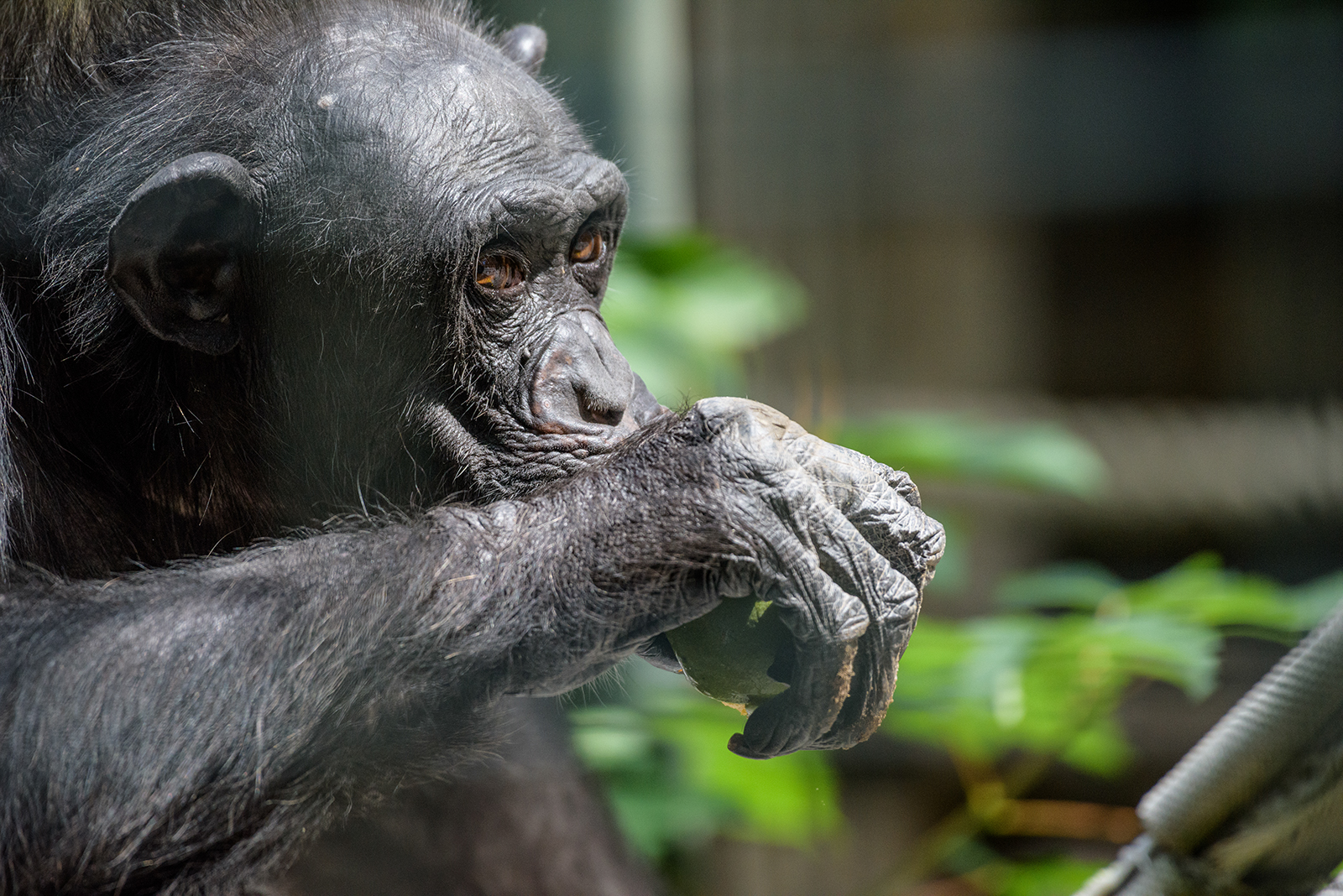 Landau_54_Schimpanse