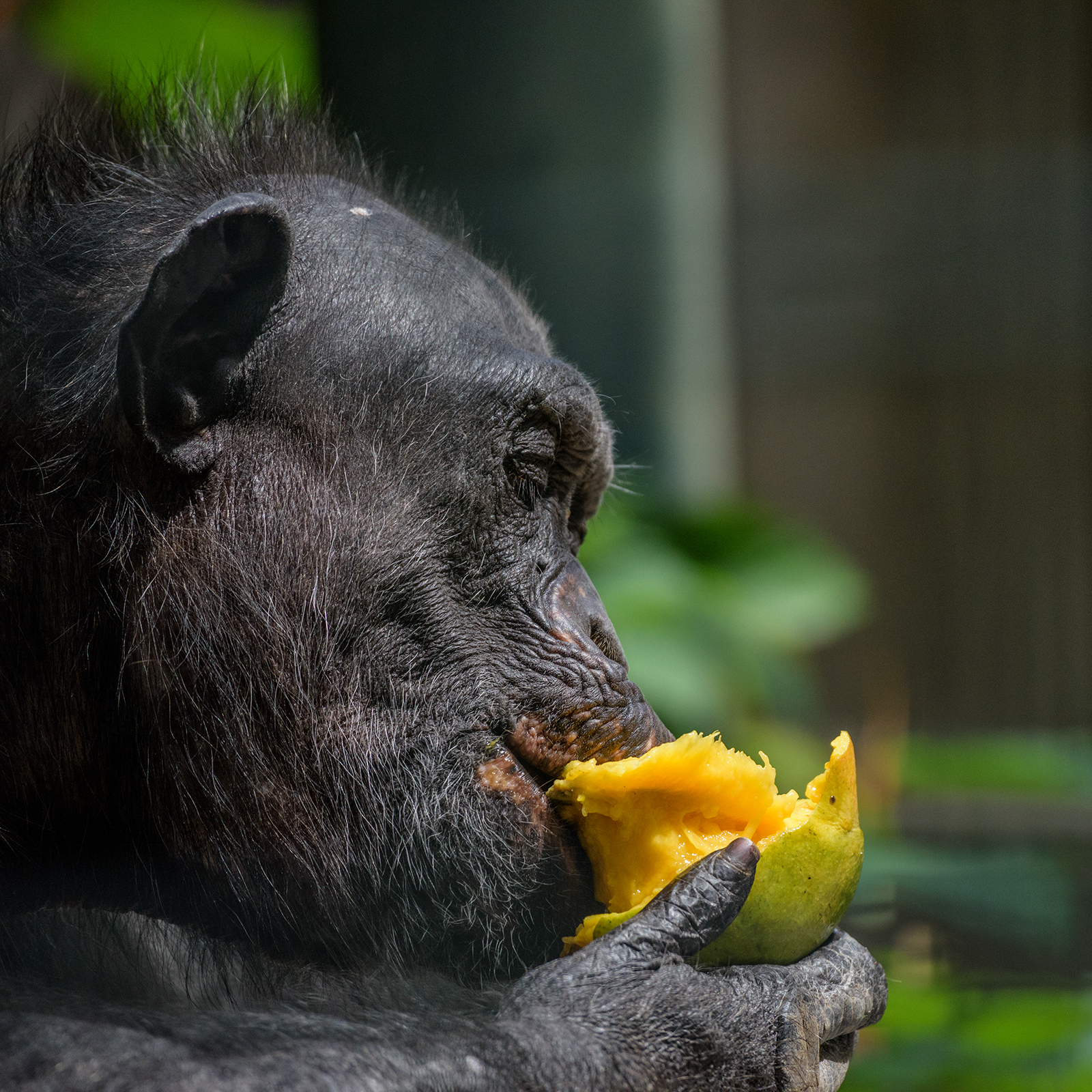 Landau_55_Schimpanse