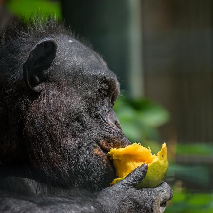 Landau_55_Schimpanse