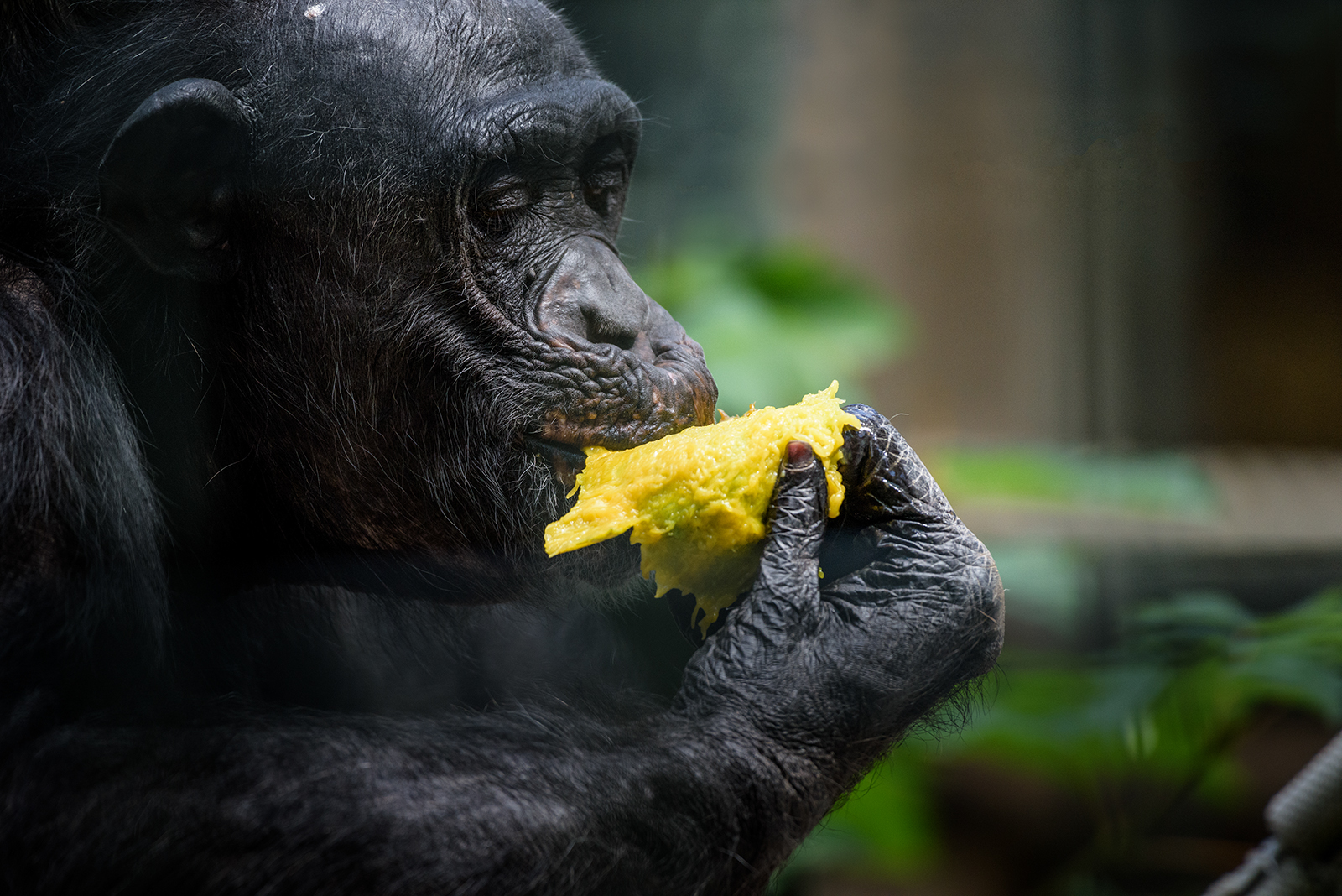 Landau_56_Schimpanse