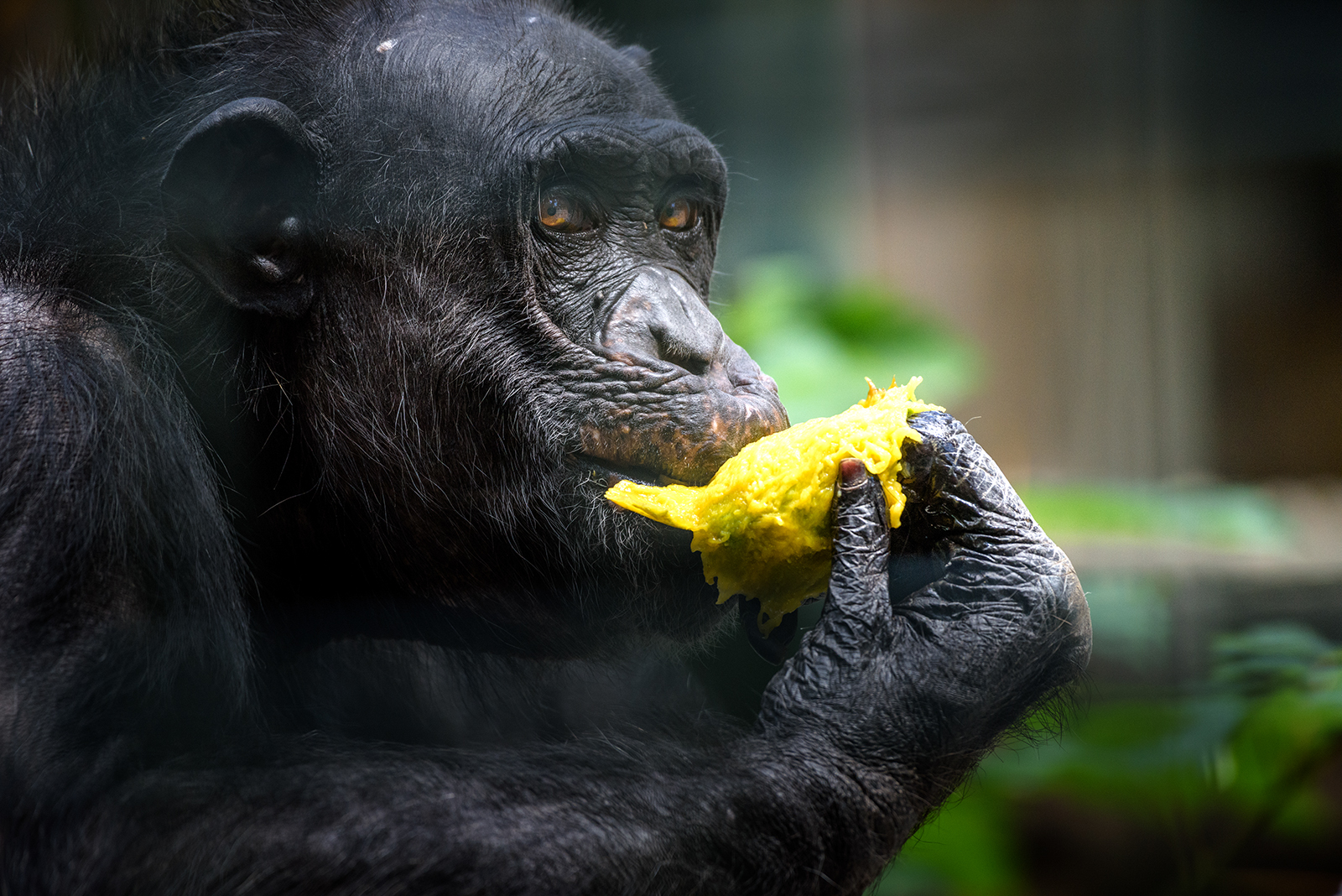 Landau_57_Schimpanse