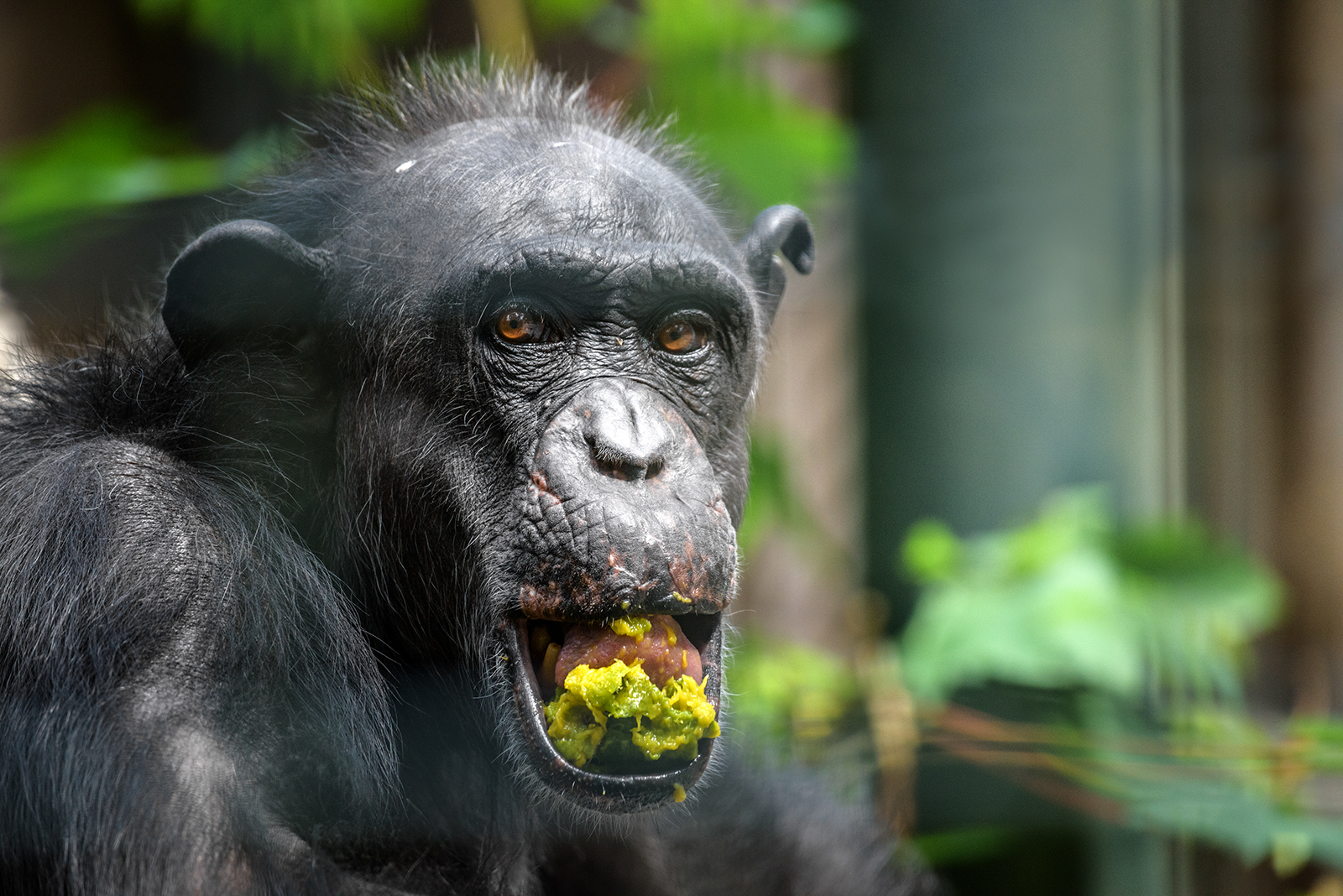 Landau_58_Schimpanse