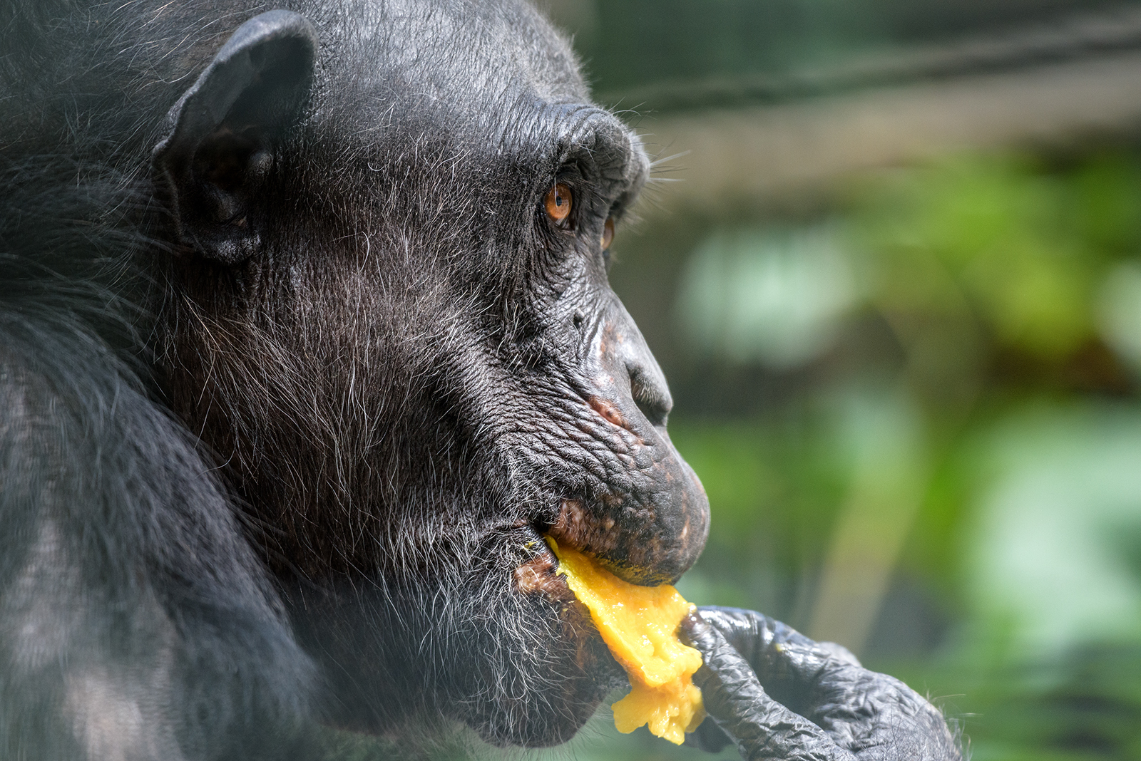 Landau_60_Schimpanse