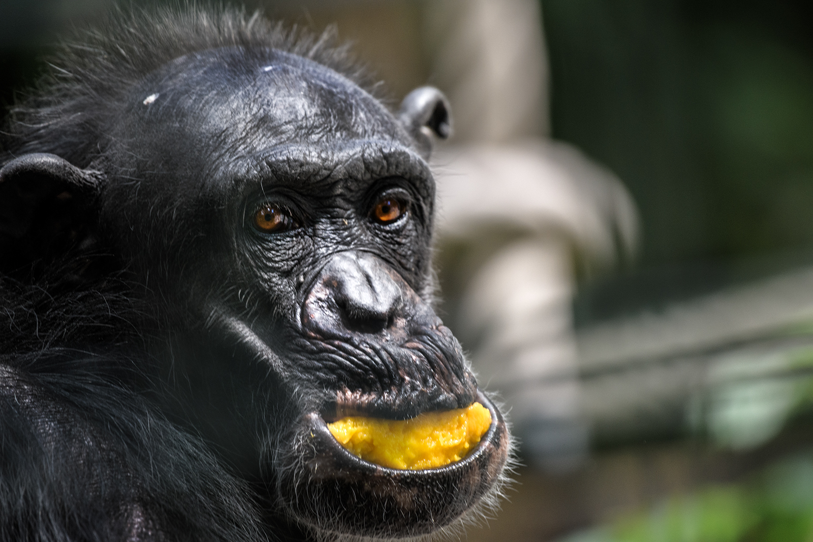 Landau_61_Schimpanse