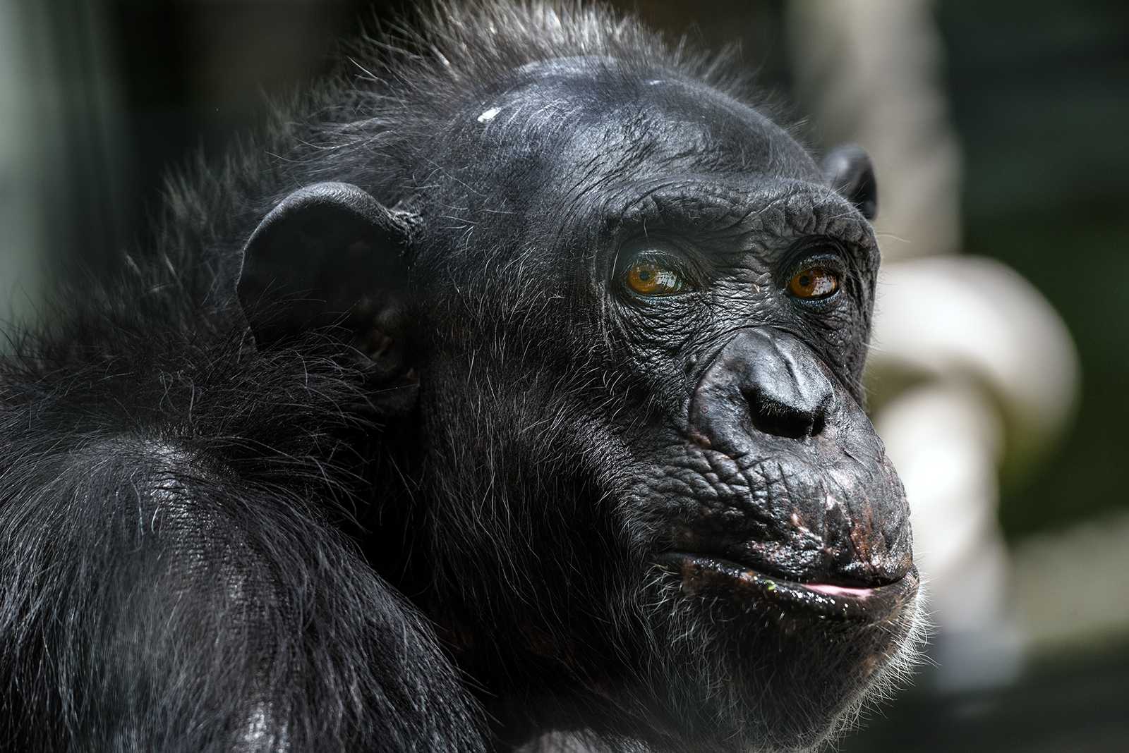 Landau_63_Schimpanse