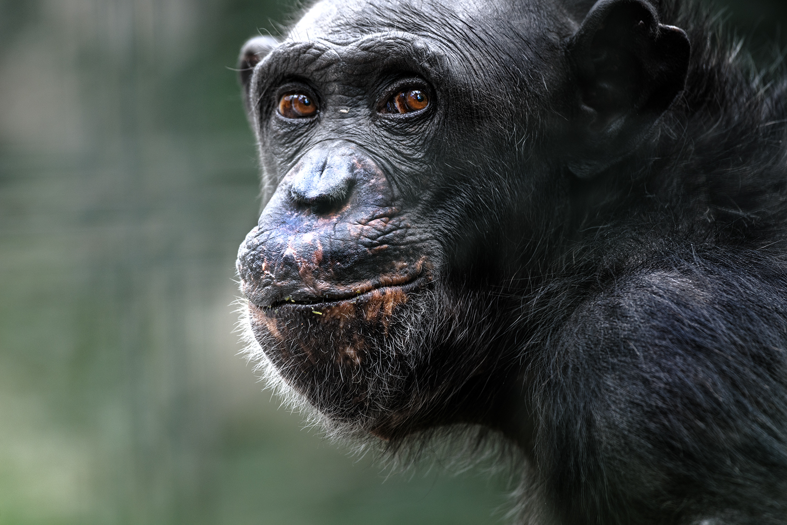 Landau_66_Schimpanse