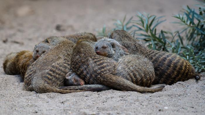 Landau_69_Zebramanguste