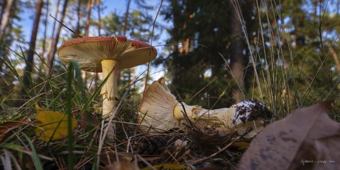 BjWo_20201115_DSCF9357