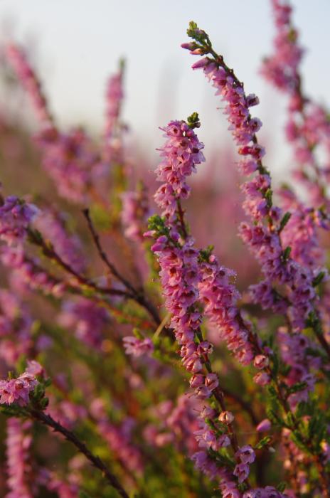 BeSchm-Mehlinger Heide-10