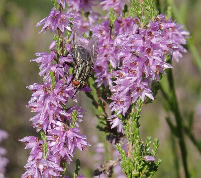 BeSchm-Mehlinger Heide-16