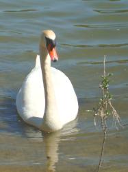 Schwan