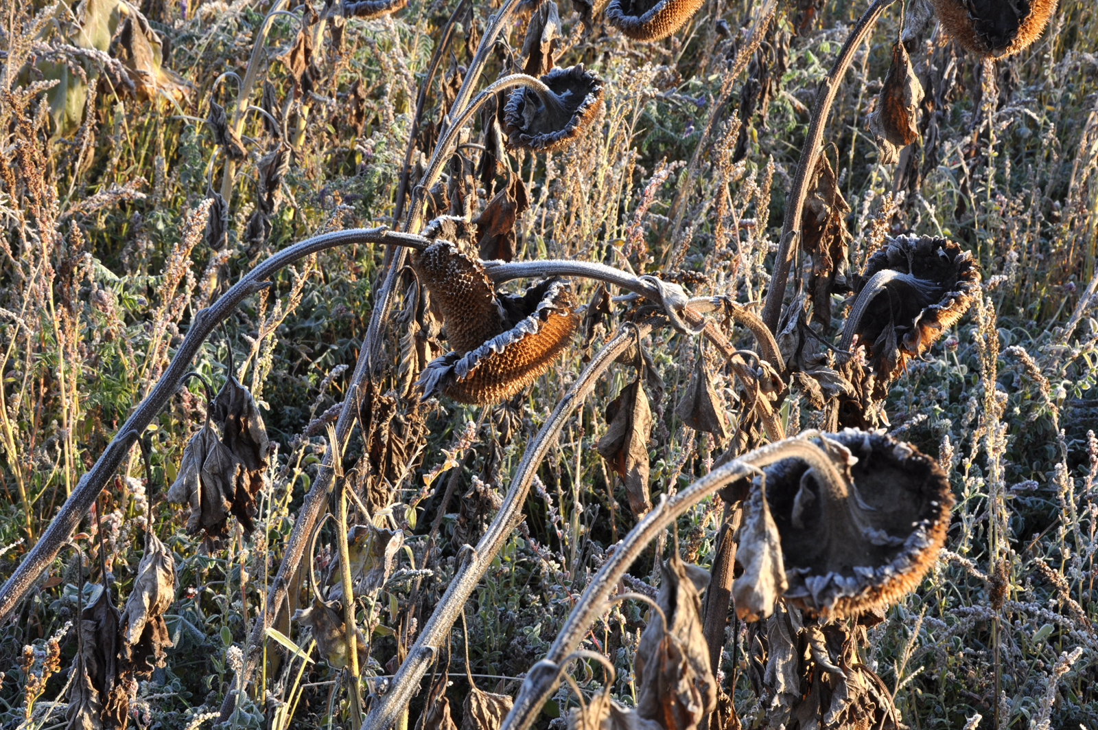 Sonnenblumen gefrostet