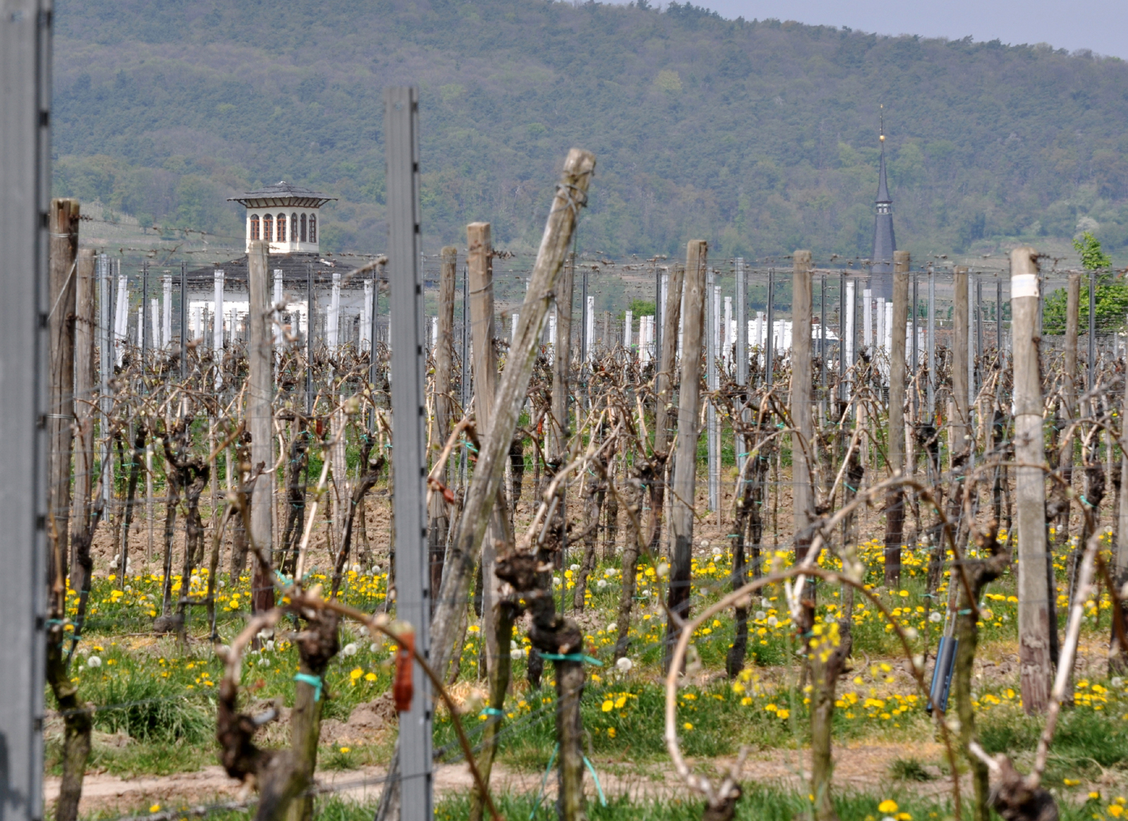 Frühling im Wingert