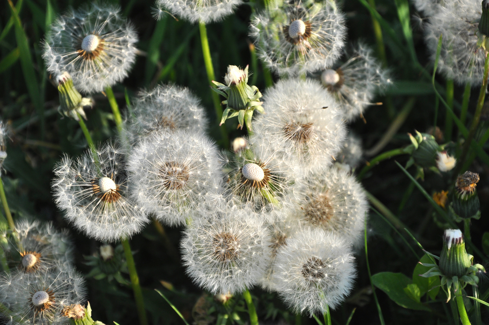 Pusteblume