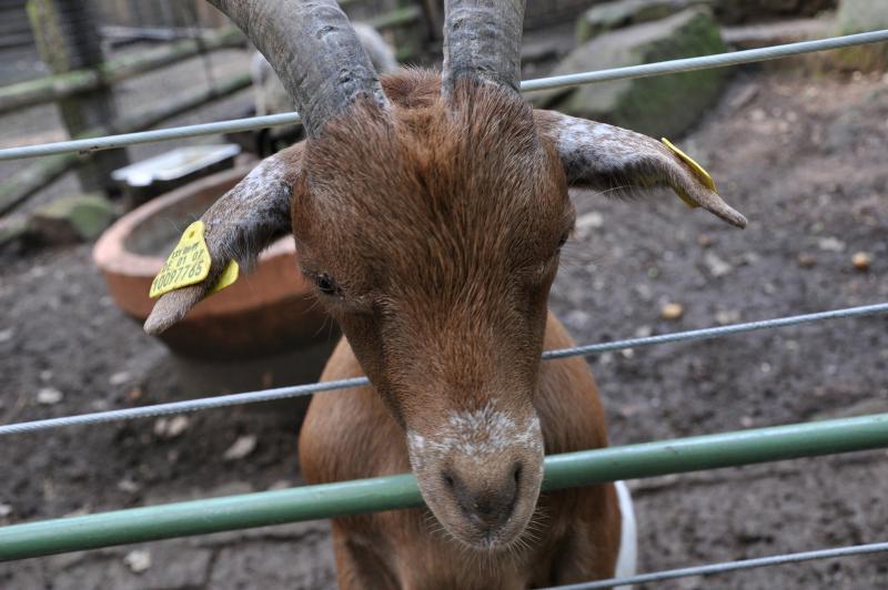 Schau mir in die Augen