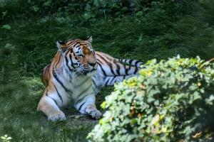 Landau_01_Amur-Tiger